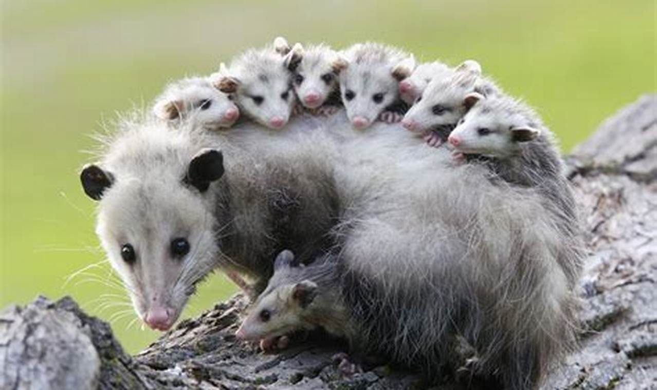 Opossum Skat ID: Guide to Feces, Dangers & More | How to Skateboard: A Beginner's Guide to Your First Board & Tricks