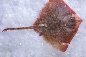 Discover the Fresh Skate Fish: Recipes &amp; Benefits | How to Skateboard: A Beginner's Guide to Your First Board & Tricks