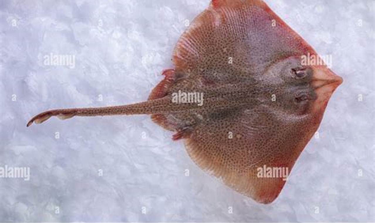 Discover the Fresh Skate Fish: Recipes &amp; Benefits | How to Skateboard: A Beginner's Guide to Your First Board & Tricks