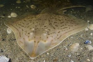 Dive into Clear Nose Skate: Facts &amp; More! | How to Skateboard: A Beginner's Guide to Your First Board & Tricks