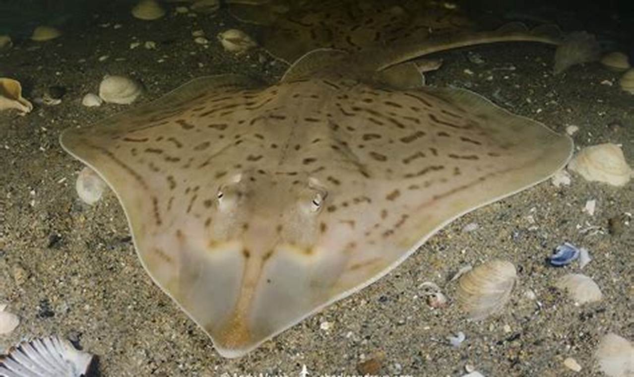 Dive into Clear Nose Skate: Facts &amp; More! | How to Skateboard: A Beginner's Guide to Your First Board & Tricks