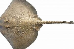 The Common Skate Fish: Facts & Conservation | How to Skateboard: A Beginner's Guide to Your First Board & Tricks