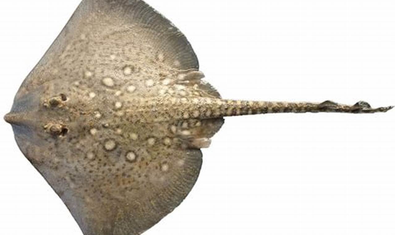 The Common Skate Fish: Facts & Conservation | How to Skateboard: A Beginner's Guide to Your First Board & Tricks