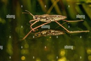 All About the Amazing Pond Skater: Facts &amp; Adaptations | How to Skateboard: A Beginner's Guide to Your First Board & Tricks