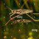 All About the Amazing Pond Skater: Facts &amp; Adaptations | How to Skateboard: A Beginner's Guide to Your First Board & Tricks