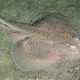 Explore Skate Fish Pictures: Anatomy & Species | How to Skateboard: A Beginner's Guide to Your First Board & Tricks