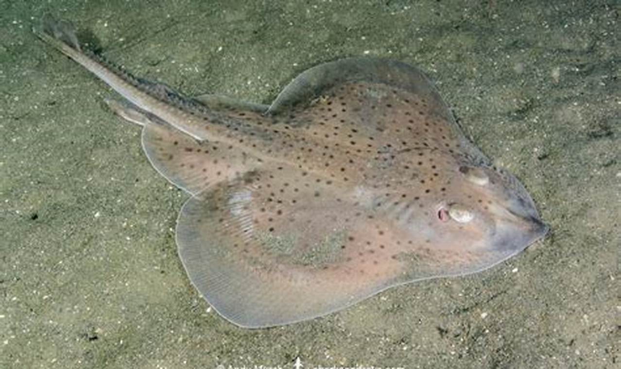 Explore Skate Fish Pictures: Anatomy & Species | How to Skateboard: A Beginner's Guide to Your First Board & Tricks