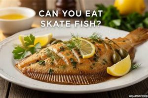 Skater's Guide: Can You Eat Skate Fish? & Recipes | How to Skateboard: A Beginner's Guide to Your First Board & Tricks